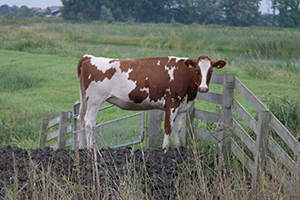 Een koe in een weiland langs een vaartje